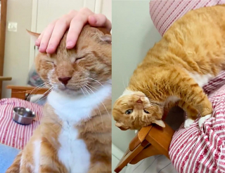 Illustration de l'article : De chat errant à chat d’intérieur, Garfield découvre les joies qu’apporte une famille aimante