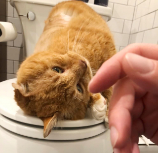 Illustration de l'article : De chat errant à chat d’intérieur, Garfield découvre les joies qu’apporte une famille aimante