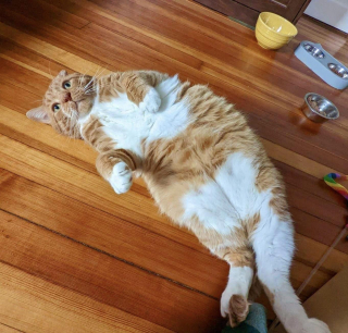 Illustration de l'article : De chat errant à chat d’intérieur, Garfield découvre les joies qu’apporte une famille aimante