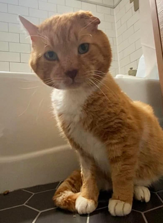 Illustration de l'article : De chat errant à chat d’intérieur, Garfield découvre les joies qu’apporte une famille aimante