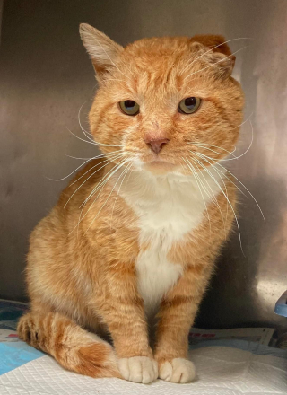 Illustration de l'article : De chat errant à chat d’intérieur, Garfield découvre les joies qu’apporte une famille aimante