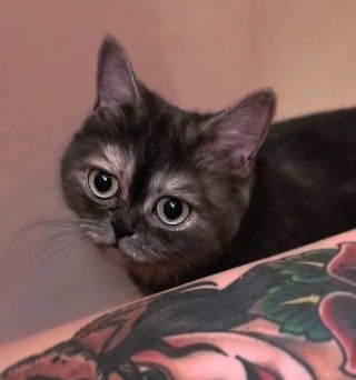 Illustration de l'article : Ce chat au physique particulier n’arrive pas à trouver une nouvelle famille pour la vie