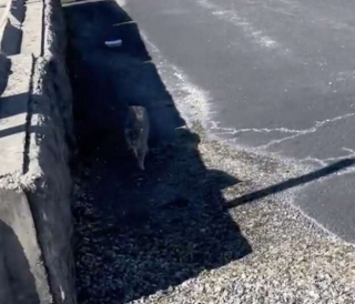 Illustration de l'article : Avec de la patience, la nouvelle maîtresse de cette chatte errante parvient à lui redonner confiance