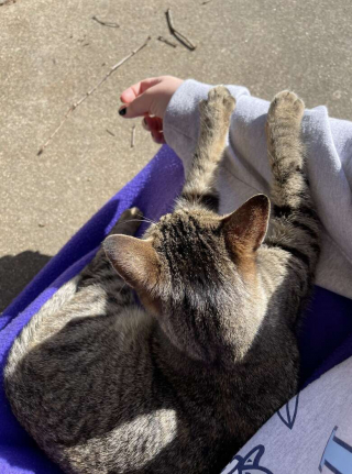 Illustration de l'article : Avec de la patience, la nouvelle maîtresse de cette chatte errante parvient à lui redonner confiance