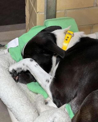 Illustration de l'article : Jane, la chienne qui a trouvé du réconfort dans un paresseux en peluche pendant son deuxième séjour en refuge