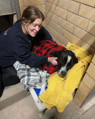 Illustration de l'article : Jane, la chienne qui a trouvé du réconfort dans un paresseux en peluche pendant son deuxième séjour en refuge