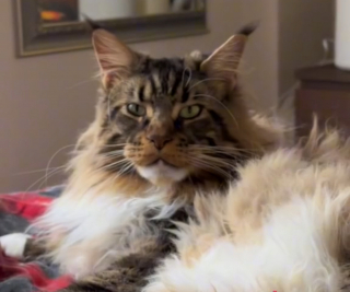 Illustration de l'article : Un Maine Coon au caractère bien trempé et aux petites habitudes uniques fait sensation sur les réseaux sociaux