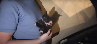 Illustration de l'article : Le destin d'un chaton coincé sous le capot d'une voiture bascule grâce à la présence d'esprit d'enfants