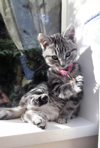 Illustration de l'article : Une chatte obsédée par les muffins doit quitter le café l’ayant rendue célèbre, mais pour une bonne raison