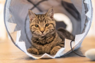 Illustration de l'article : Une chatte obsédée par les muffins doit quitter le café l’ayant rendue célèbre, mais pour une bonne raison