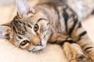 Illustration de l'article : Une chatte obsédée par les muffins doit quitter le café l’ayant rendue célèbre, mais pour une bonne raison