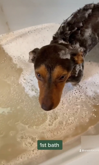 Illustration de l'article : Le récit émouvant du sauvetage de Robbie, le chien qui a attendu en vain sa propriétaire pendant 3 semaines (vidéo)