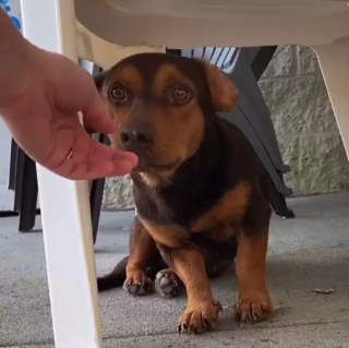 Illustration de l'article : Le récit émouvant du sauvetage de Robbie, le chien qui a attendu en vain sa propriétaire pendant 3 semaines (vidéo)