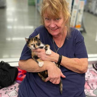 Illustration de l'article : Malgré son attelle, ce chaton continue à jouer comme si rien ne pouvait l’arrêter (vidéo)