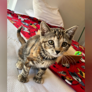 Illustration de l'article : Malgré son attelle, ce chaton continue à jouer comme si rien ne pouvait l’arrêter (vidéo)