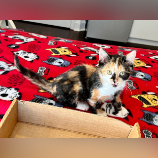 Illustration de l'article : Malgré son attelle, ce chaton continue à jouer comme si rien ne pouvait l’arrêter (vidéo)