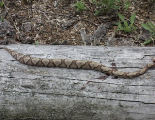 Illustration de l'article : Un Cane Corso courageux affronte un serpent venimeux pour sauver son maître d'une morsure