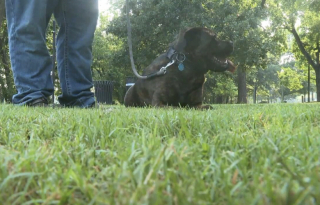 Illustration de l'article : Un Cane Corso courageux affronte un serpent venimeux pour sauver son maître d'une morsure