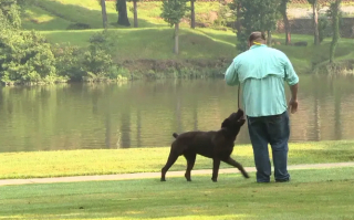Illustration de l'article : Un Cane Corso courageux affronte un serpent venimeux pour sauver son maître d'une morsure