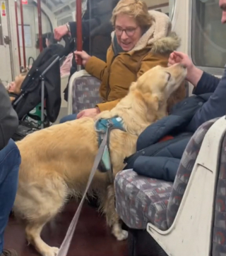 Illustration de l'article : Le chien qui égaye les trajets en métro : rencontre avec un compagnon de voyage hors pair (vidéo)