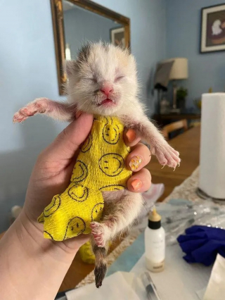 Illustration de l'article : La résilience inspirante d'un chaton à 3 pattes découvert livré à lui-même dans un jardin