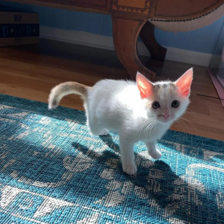 Illustration de l'article : La résilience inspirante d'un chaton à 3 pattes découvert livré à lui-même dans un jardin