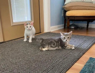 Illustration de l'article : La résilience inspirante d'un chaton à 3 pattes découvert livré à lui-même dans un jardin