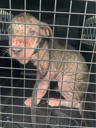 Illustration de l'article : Une jeune chienne souffrant de la gale et de la faim se remet à espérer grâce à des âmes charitables