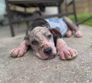 Illustration de l'article : Une jeune chienne souffrant de la gale et de la faim se remet à espérer grâce à des âmes charitables
