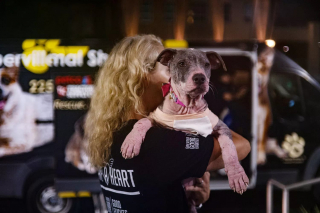 Illustration de l'article : Une jeune chienne souffrant de la gale et de la faim se remet à espérer grâce à des âmes charitables