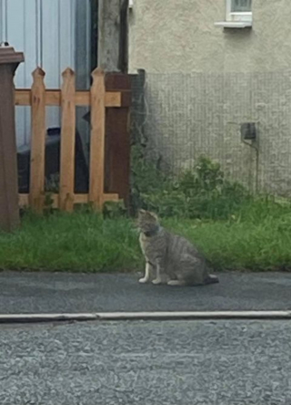 Illustration de l'article : Un chat errant au cou coincé dans une boîte de thon mobilise habitants et bénévoles décidés à le secourir