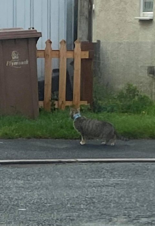 Illustration de l'article : Un chat errant au cou coincé dans une boîte de thon mobilise habitants et bénévoles décidés à le secourir