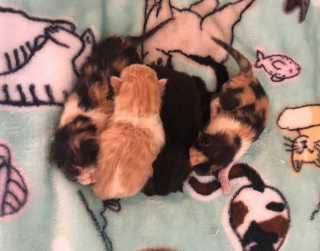 Illustration de l'article : Ils croient voir un bloc de glace, et découvrent qu’il s’agit d’une chatte enceinte et couverte de neige