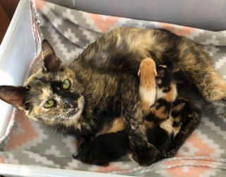 Illustration de l'article : Ils croient voir un bloc de glace, et découvrent qu’il s’agit d’une chatte enceinte et couverte de neige