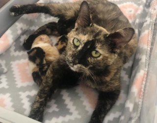 Illustration de l'article : Ils croient voir un bloc de glace, et découvrent qu’il s’agit d’une chatte enceinte et couverte de neige