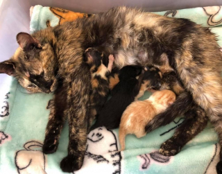 Illustration de l'article : Ils croient voir un bloc de glace, et découvrent qu’il s’agit d’une chatte enceinte et couverte de neige