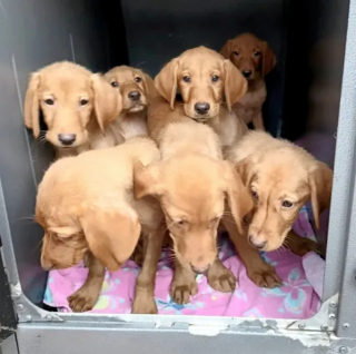Illustration de l'article : 7 petits Labradors abandonnés sur la route avec des copeaux de bois pour seul repas