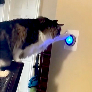 Illustration de l'article : Ils observent des changements anormaux de température, jusqu’à ce qu’ils découvrent que c’est le chat qui joue avec le thermostat (vidéo)