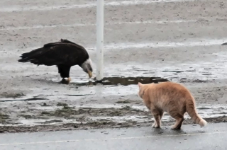 Illustration de l'article : La bravoure de Bruno, ce chat qui n'a pas peur des grands rapaces"
