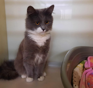 Illustration de l'article : Un chat abandonné dans une ruelle avec ses affaires rêve secrètement d'un nouveau foyer