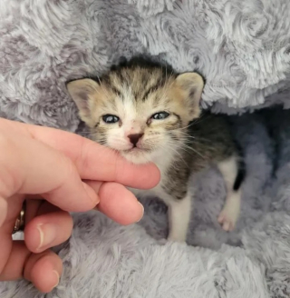 Illustration de l'article : Un chaton rescapé d'un ouragan est présenté à une congénère orpheline en espérant que l'alchimie opère