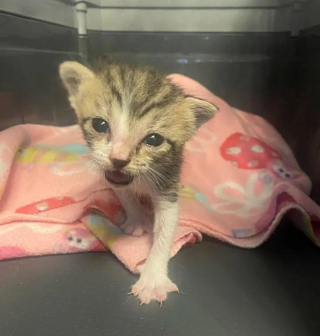 Illustration de l'article : Un chaton rescapé d'un ouragan est présenté à une congénère orpheline en espérant que l'alchimie opère