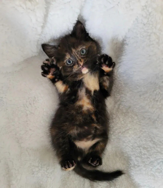 Illustration de l'article : Un chaton rescapé d'un ouragan est présenté à une congénère orpheline en espérant que l'alchimie opère