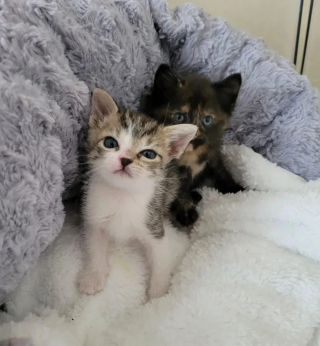 Illustration de l'article : Un chaton rescapé d'un ouragan est présenté à une congénère orpheline en espérant que l'alchimie opère