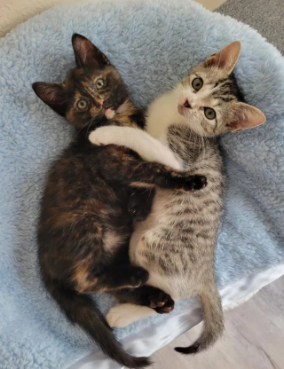 Illustration de l'article : Un chaton rescapé d'un ouragan est présenté à une congénère orpheline en espérant que l'alchimie opère