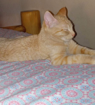 Illustration de l'article : Des bénévoles se battent pour un chaton retrouvé avec plusieurs membres cassés