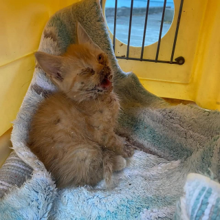 Illustration de l'article : Des bénévoles se battent pour un chaton retrouvé avec plusieurs membres cassés