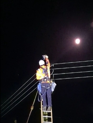 Illustration de l'article : Une centaine de foyers privés d’électricité à cause d’un chat un peu trop aventureux