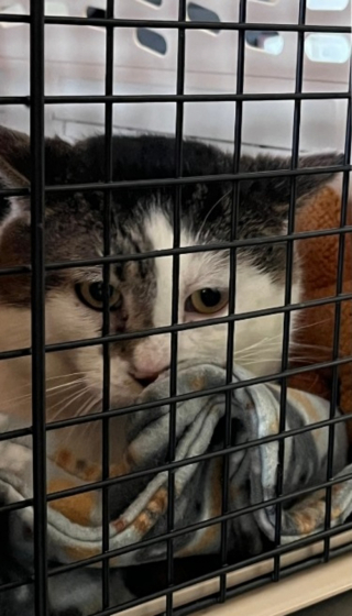 Illustration de l'article : En visitant un refuge, un couple est persuadé de reconnaître le chat qu’il avait perdu 2 ans plus tôt