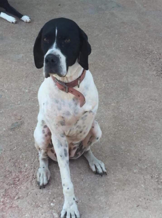 Illustration de l'article : Une chienne à 3 pattes redonne le sourire à son sauveteur, amputé de la jambe à la suite d’un accident